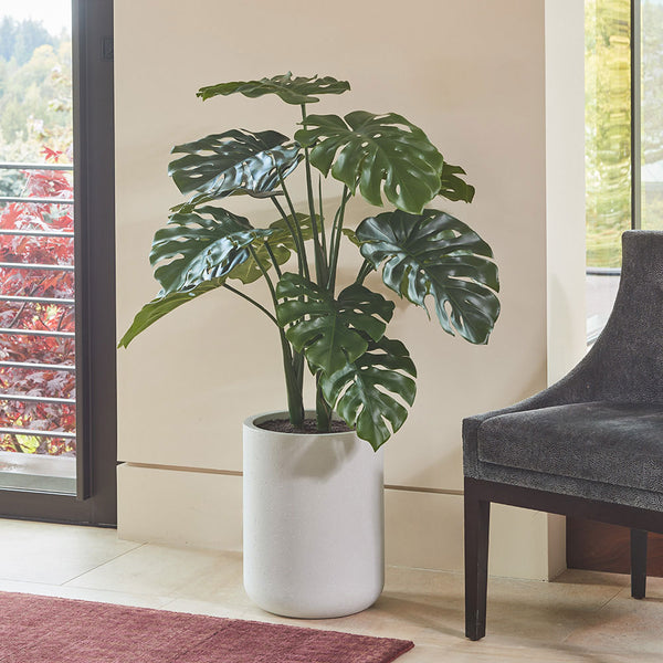 4' Monstera Plant in Modern Gray Planter