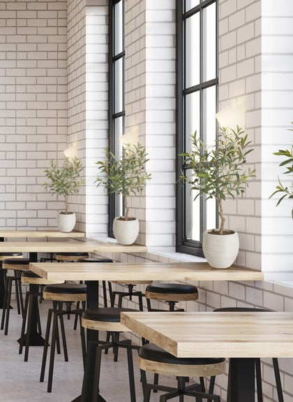CGHunter Olive Tree in Restaurant setting
