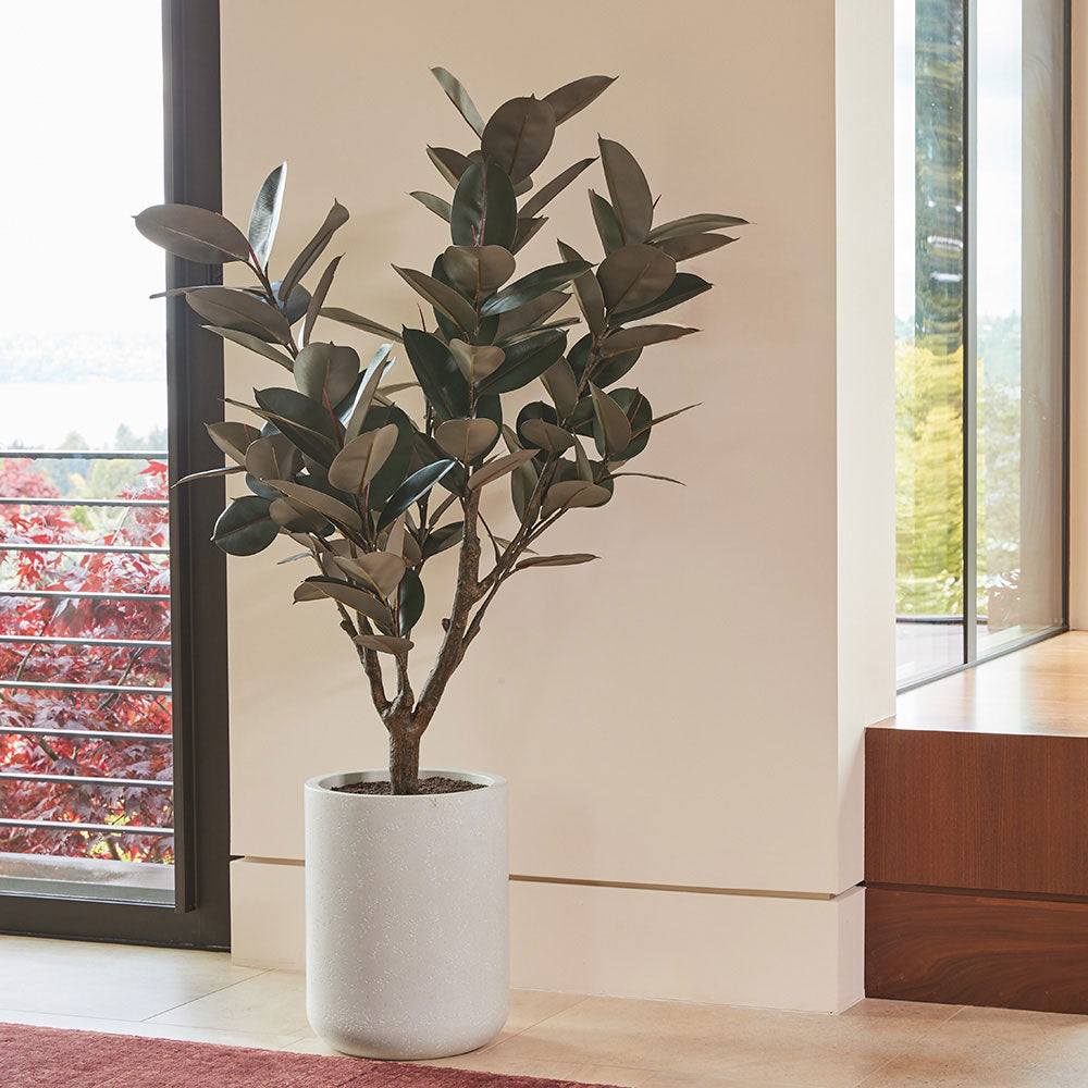 5' Rubber Tree in Modern Gray Planter