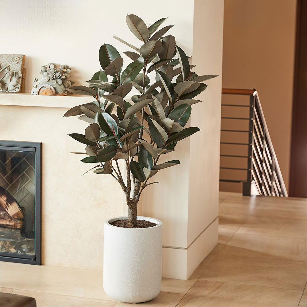 5' Rubber Tree in Modern Gray Planter