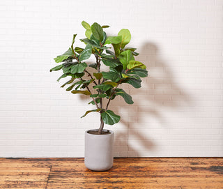 Artistic presentation of CG Hunter's artificial Fiddle Leaf Fig Tree with Artisan Planter against a textured wall, adding sophistication to the space.